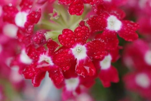 赤い小花 赤い小花の写真
