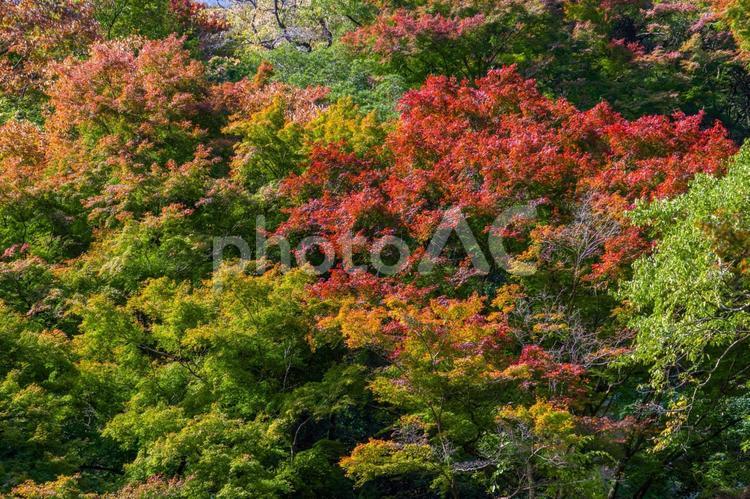 箕面大滝　初秋のもみじ 初秋のもみじ,背景素材,壁紙の写真素材