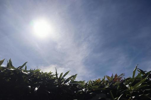 西伊豆仁科峠展望台からの景色 木,空,自然の写真素材