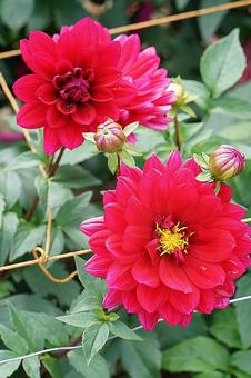 宝塚ダリア園秋　ダリア764　リズモア 宝塚市,宝塚ダリア園,ダリアの写真素材