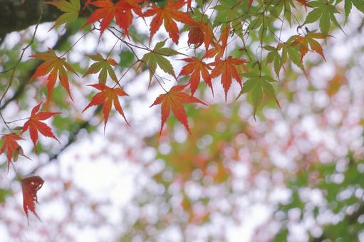 紅葉 秋のイメージ 紅葉 秋のイメージ もみじ,秋,紅葉の写真素材