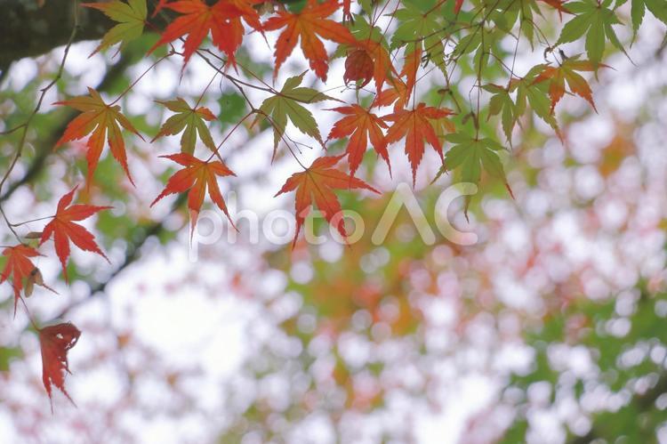 紅葉　秋のイメージ もみじ,秋,紅葉の写真素材