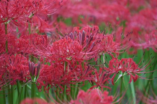 赤いヒガンバナ 赤いヒガンバナ 彼岸花,曼珠沙華,赤の写真素材