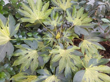 葉 葉,葉っぱ,緑の写真素材