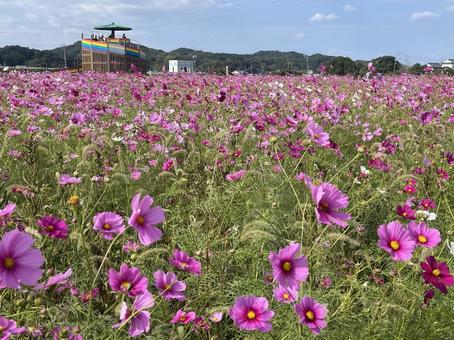 ピンクのコスモスと空 コスモス畑,コスモス背景,秋の写真素材