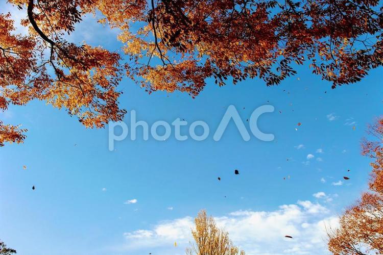 舞い落ちる落ち葉 秋,紅葉,落ち葉の写真素材