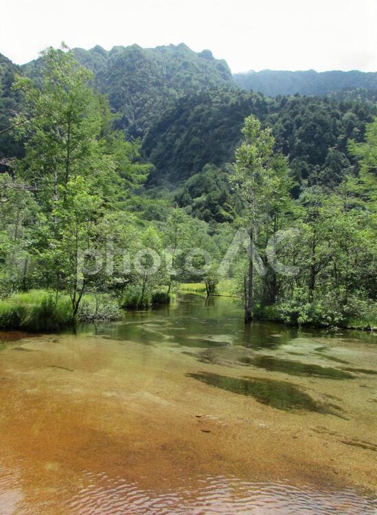 上高地　田代湿原 上高地,田代湿原,田代池の写真素材