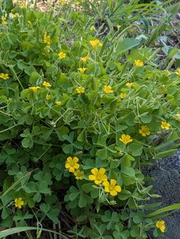カタバミ カタバミ カタバミ,花,葉の写真素材