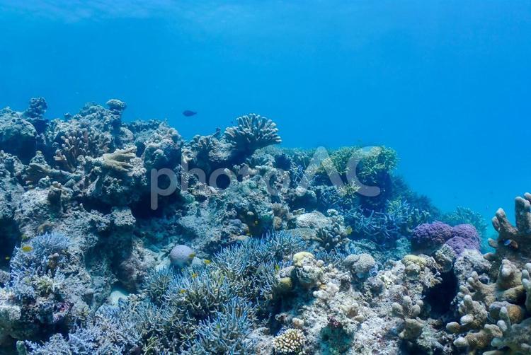 沖縄・西表島　青い海と珊瑚礁 スキューバダイビング,ダイビング,沖縄の海の写真素材