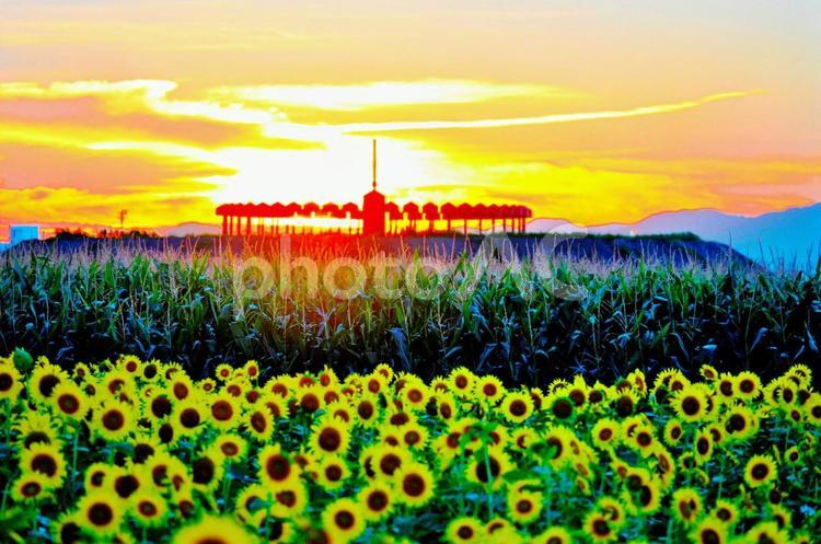 サンセット～ひまわりに囲まれて～ 夕焼け,夕日,ひまわりの写真素材