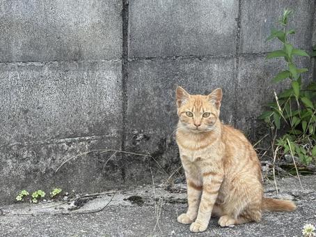 地域猫 地域猫の写真