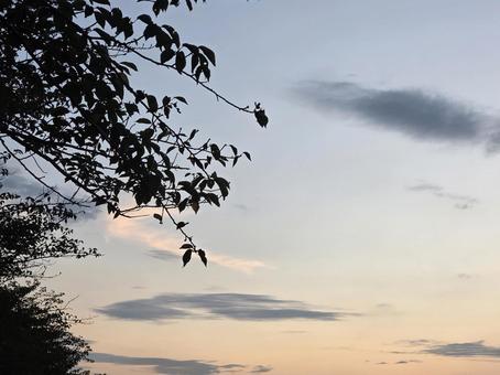 Sky and trees, JPG