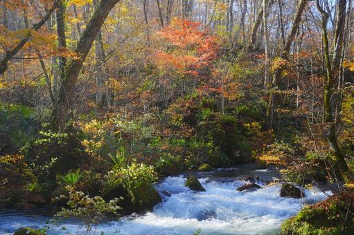 紅葉 紅葉,渓流,青森の写真素材