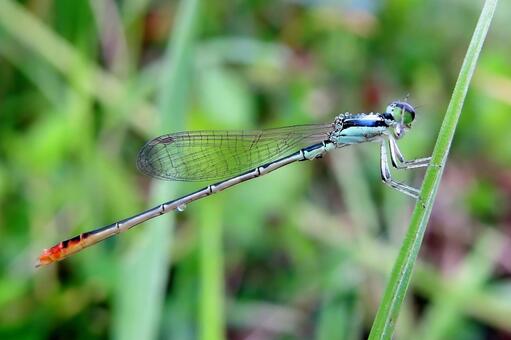尾の赤いイトトンボ トンボ,イトトンボ,昆虫の写真素材