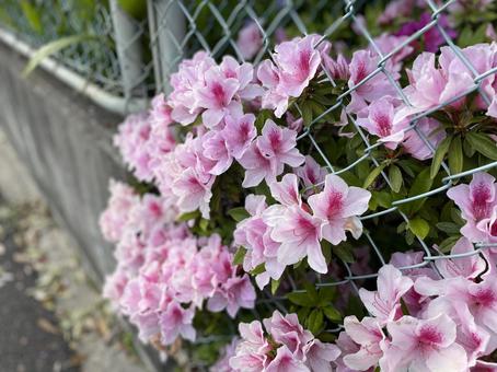 つつじ つつじの写真