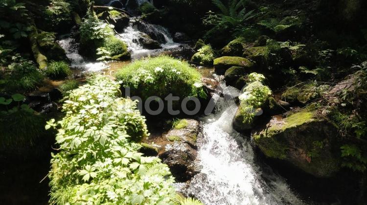 緑豊かな小川小川 森,木漏れ日,水の写真素材