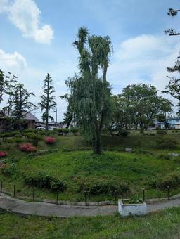 Photo, park, wood, large tree, 