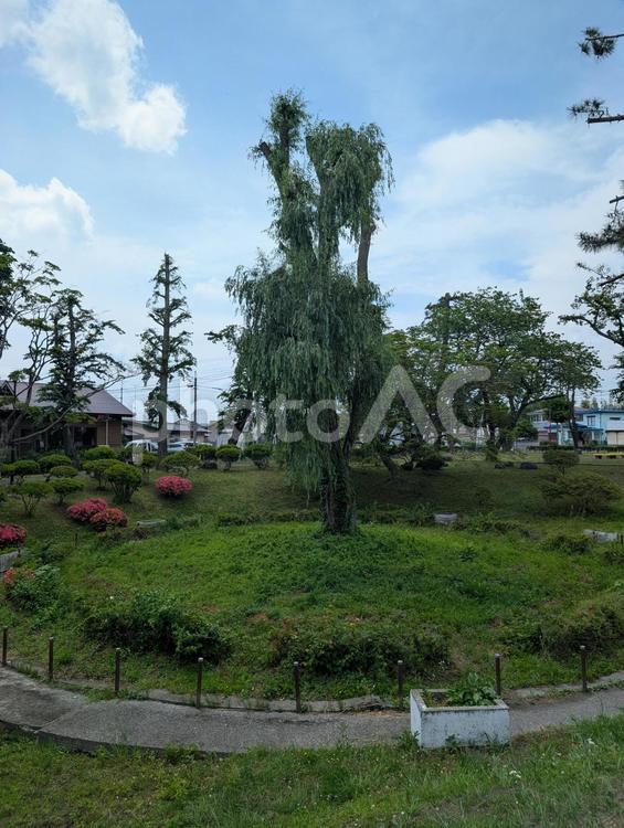 公園の大きな木 公園,木,大木の写真素材