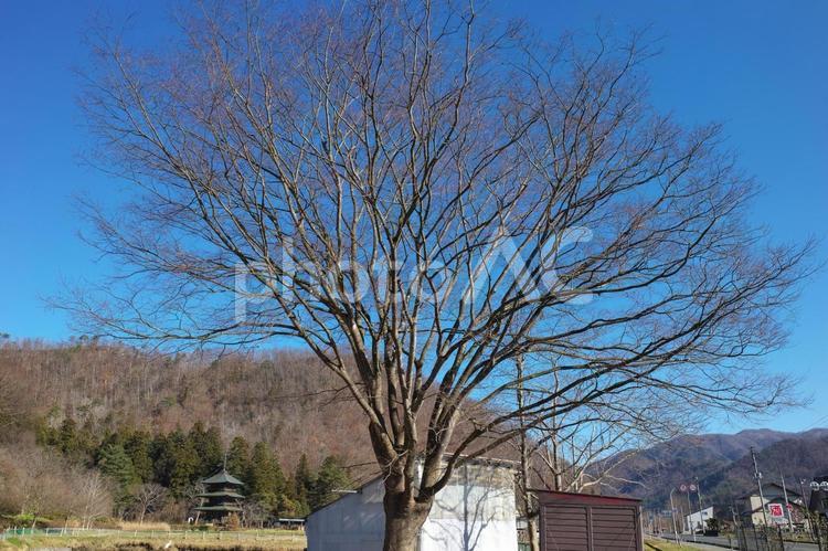 冬の木と青空 木,街路樹,桜の写真素材