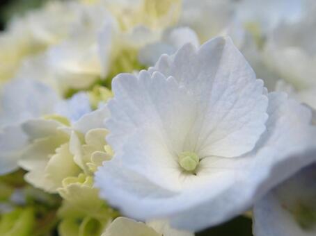 あじさいの花　アップの写真