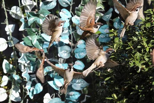 すずめ餌場群れ 自然,野鳥,小鳥の写真素材