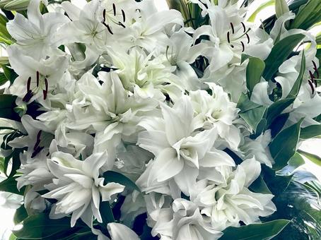フラワーアレンジメント(カサブランカ) フラワーアレンジメント(カサブランカ) フラワーアレンジメント,花束,花輪の写真素材
