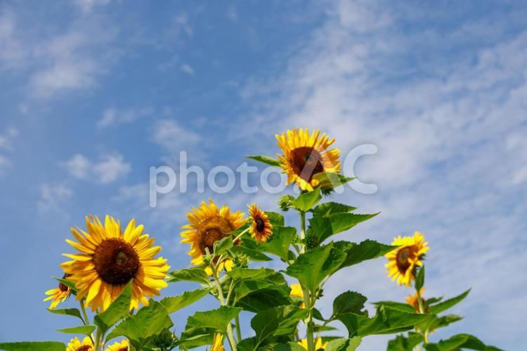 ひまわりと夏の青空と白い雲 ひまわり,夏,花の写真素材
