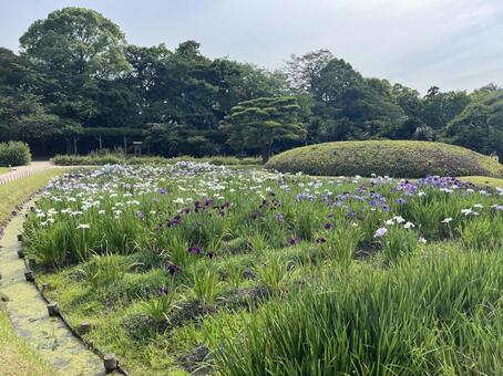 栗林公園 栗林公園,日本庭園,花の写真素材