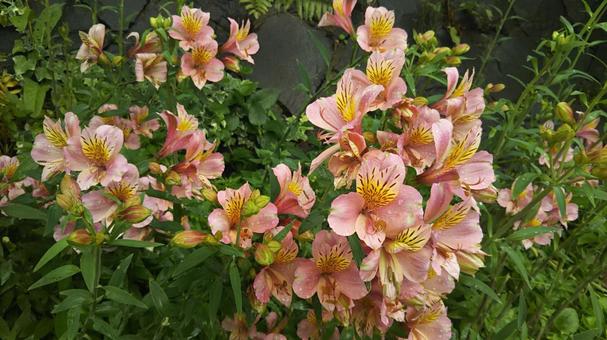 岩壁の花 岩壁の花の写真