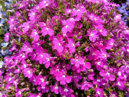 Moss phlox, JPG