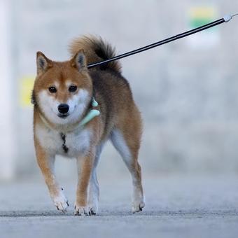 散歩する柴犬 犬,柴犬,可愛い犬の写真素材