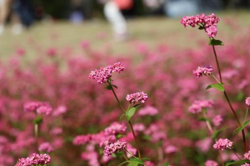 満開のピンクの花びらの赤そばの花畑 満開のピンクの花びらの赤そばの花畑の写真