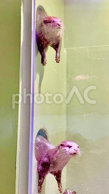 穴からかおお出す二匹のカワウソ カワウソ,動物,水族館の写真素材