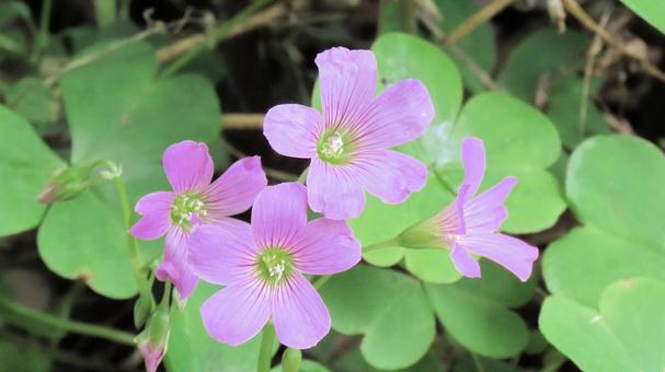 初夏に咲くムラサキカタバミの花 ムラサキカタバミ,オキザリス,花の写真素材