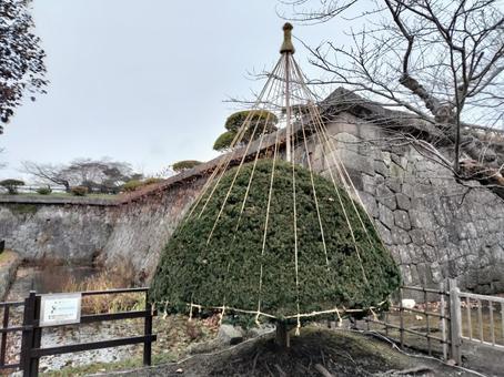 植木の雪つり 雪つり,植木,樹木の写真素材