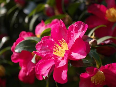 色鮮やかなサザンカの花（品種名：勘次郎） 山茶花,勘次郎,花の写真素材