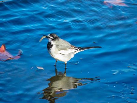 池の浅い場所で小魚を捕まえたハクセキレイ ハクセキレイ,野鳥,動物の写真素材