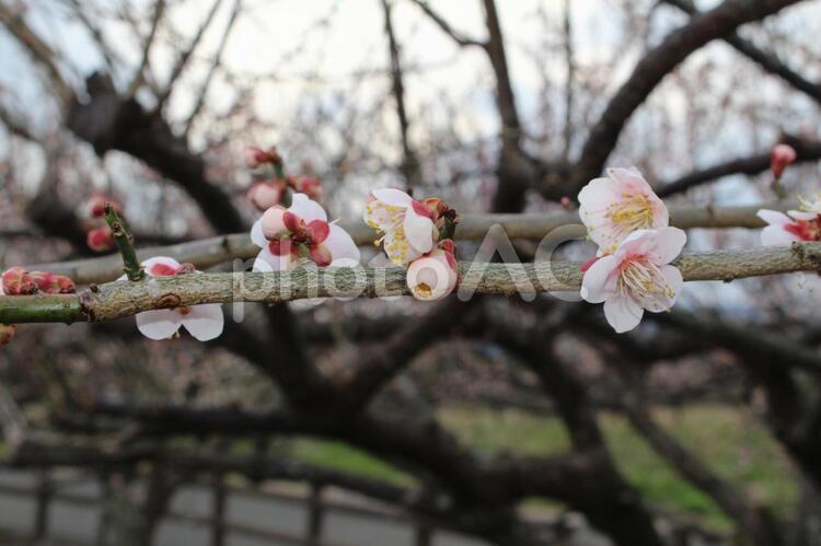 梅の花9(桃色） 2017年,可愛い,木の写真素材