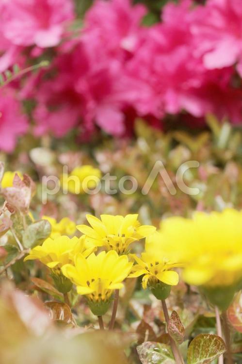 ツツジ 春,flower,美しいの写真素材
