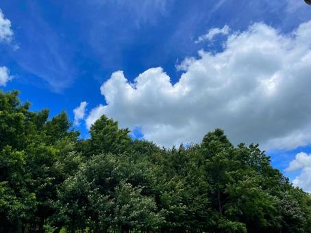 木々と青空 木々,空,晴れの写真素材
