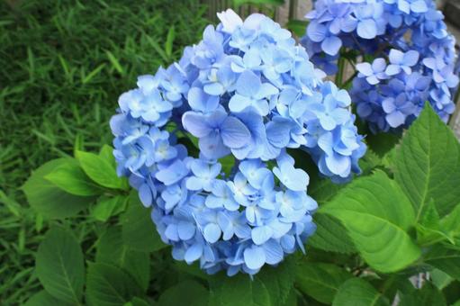 [Flower photo] Hydrangea_0609-15, JPG