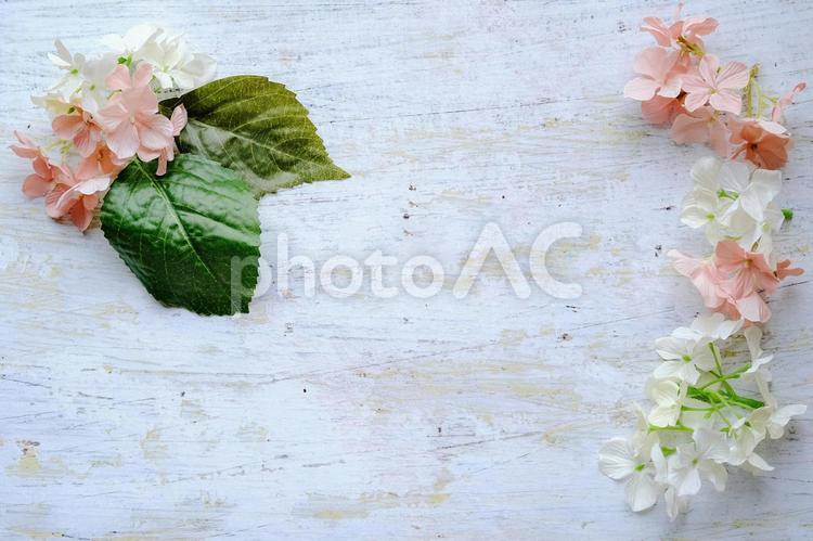 アジサイフレーム5 梅雨,６月,アジサイの写真素材