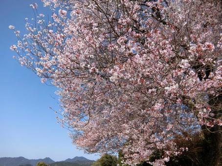 佐賀 武雄 馬場の山桜 遠景7 佐賀 武雄 馬場の山桜 遠景7 桜,山桜,日本の写真素材