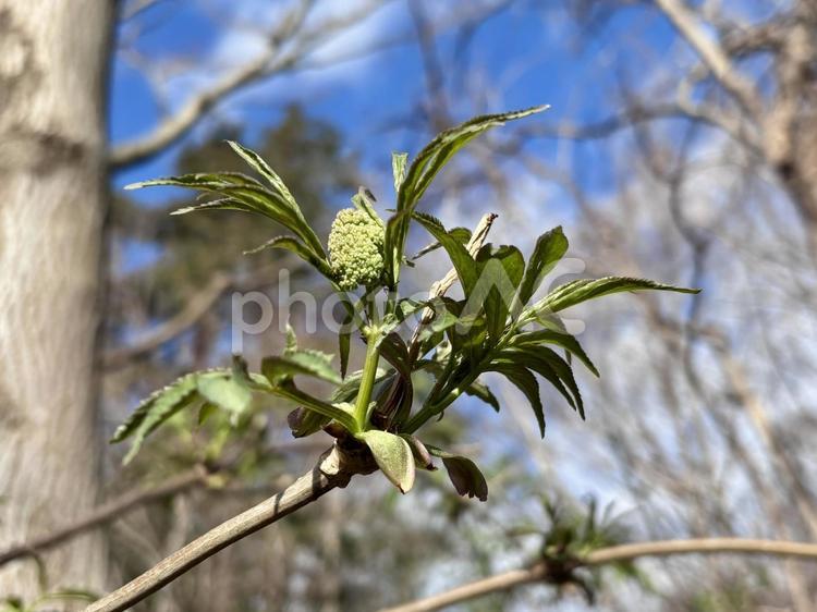 ニワトコ(接骨木)の蕾 ニワトコ,接骨木,セッコツボクの写真素材