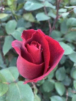 バラ　赤　蕾　ミスター・リンカーンの写真