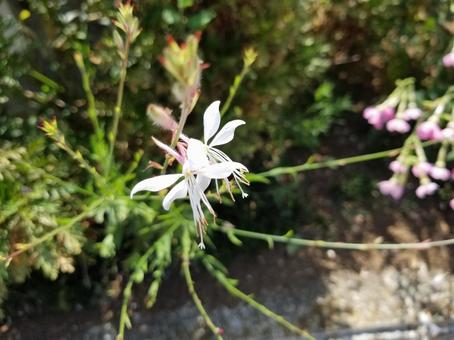 ガウラの白い花 ガウラの白い花の写真