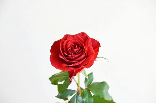 赤いばら バラ,ばら,赤の写真素材