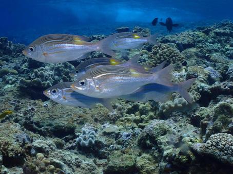 沖縄の魚 魚,ダイビング,沖縄ダイビングの写真素材