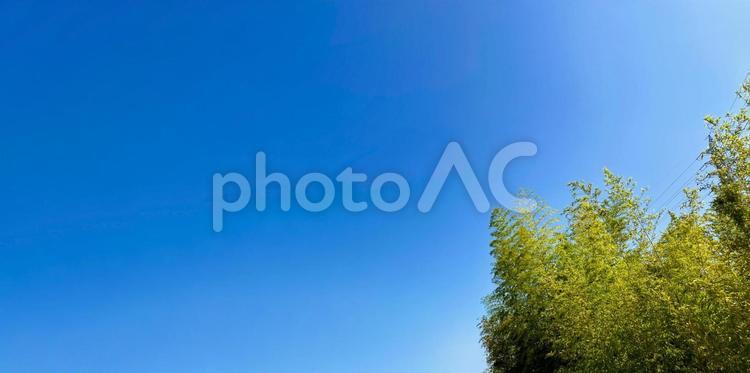 夏の青空と緑豊かな竹藪の木々 青空,新緑,竹藪の写真素材