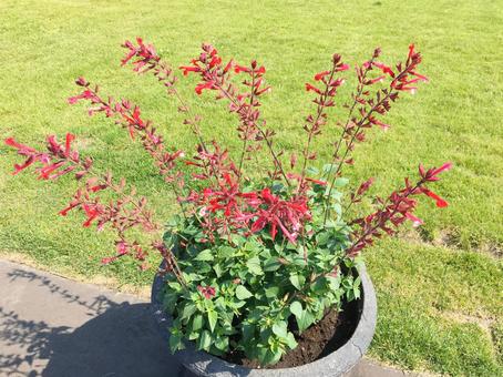 赤い花 赤い花の写真